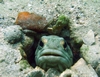 Jawfish, La Paz Mexico