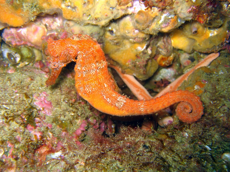 Seahorse - Cabo San Lucas