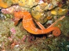 Seahorse - Cabo San Lucas