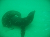 Mating sea lions, Cabo San Lucas