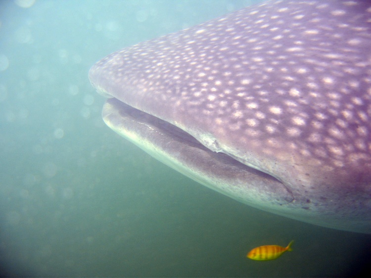 Whale shark, really!  La Paz Mexico Oct. 2007