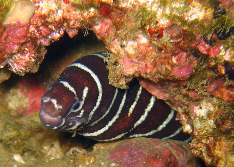 Zebra Morray, Cabo 10/07