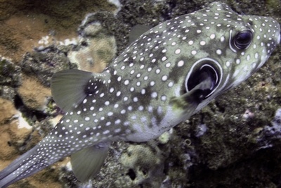 Pufferfish, Electtric Beach, Oahu, Hawaii