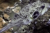 Pufferfish, Electtric Beach, Oahu, Hawaii