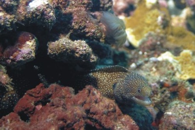 White-Spotted Moray, Shark`s Cove