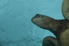 Hawaii Green Sea Turtle