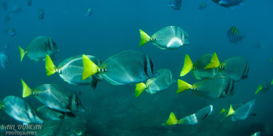 Cabo Reef