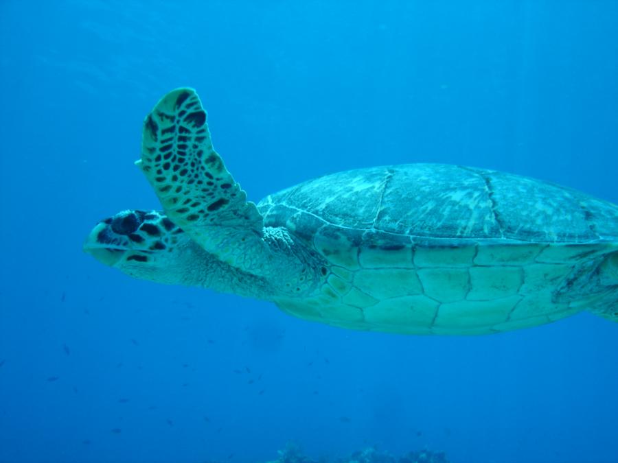 Roatan Turtle