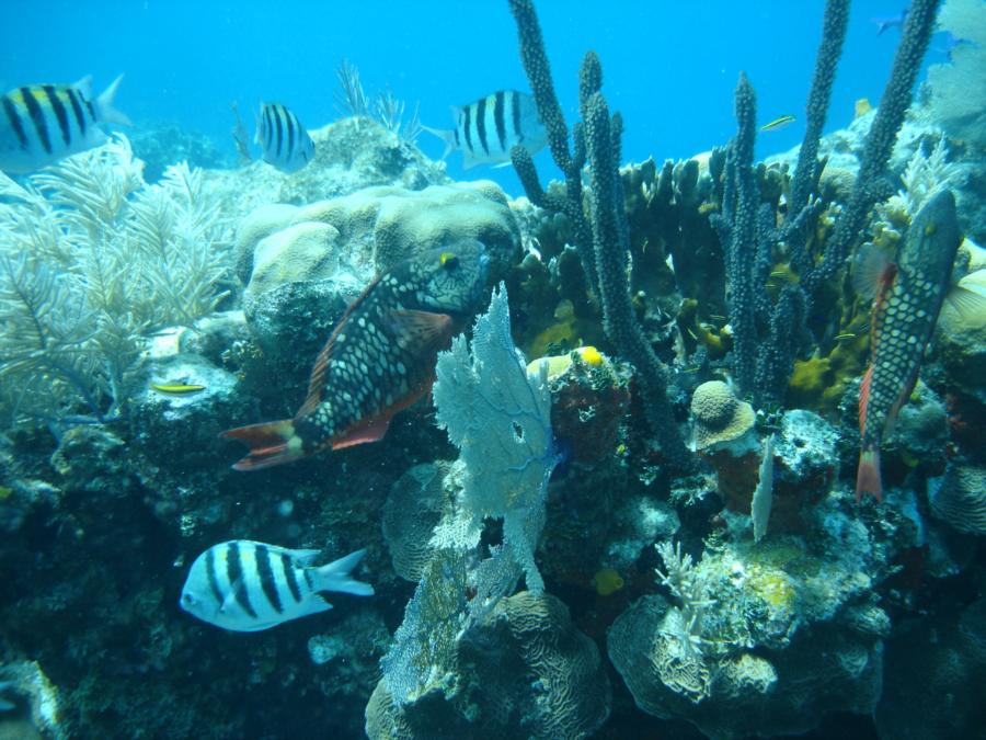 Life under water in Roatan