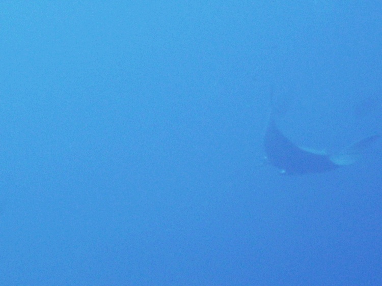 manta ray at cabo