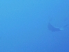 manta ray at cabo