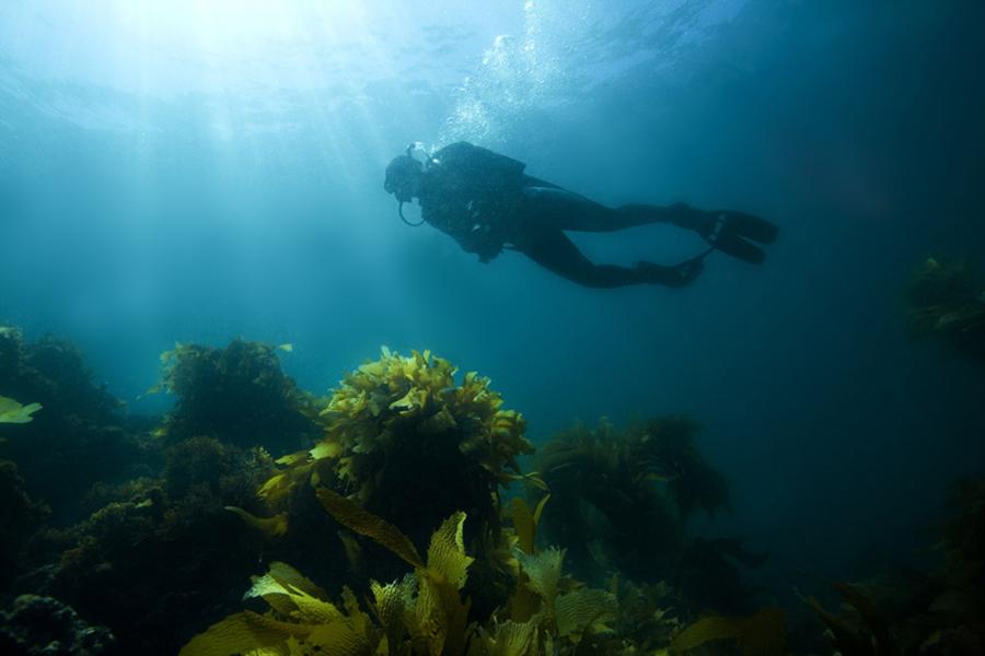 Brooks Institute of Photography Dive Trip