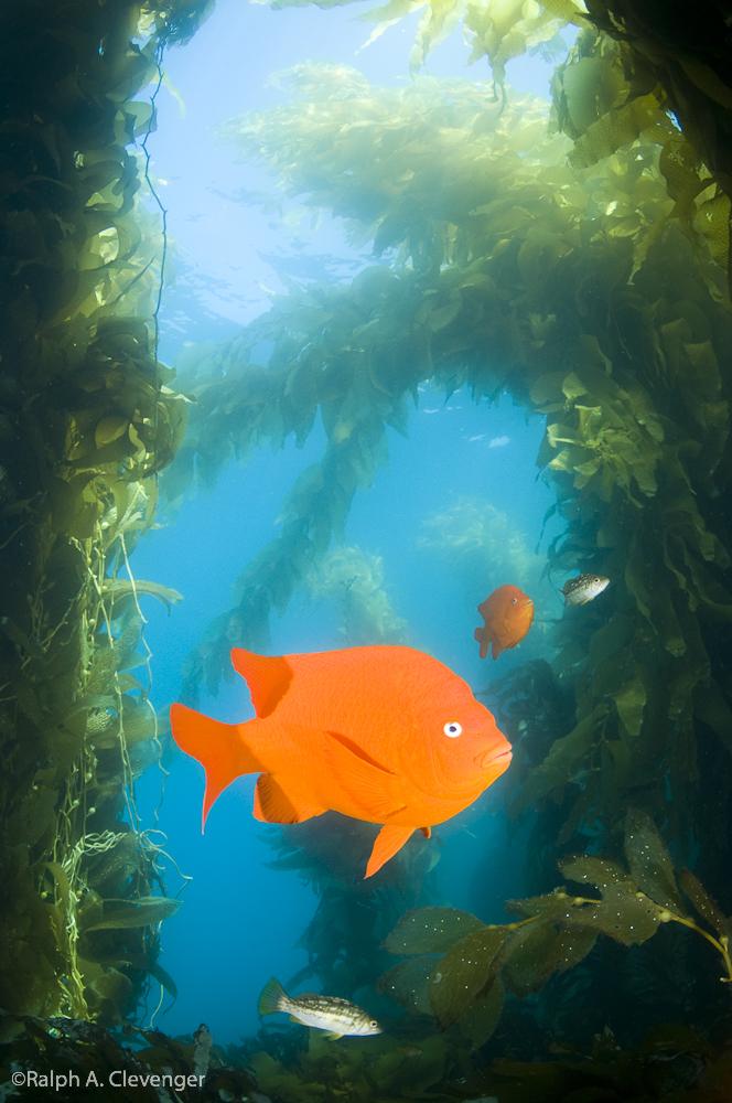 Garibaldi in Kelp Forest