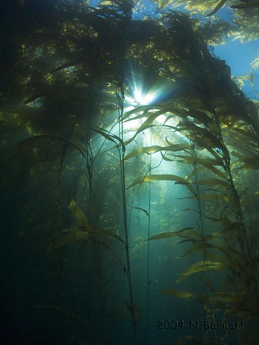 Channel Islands Kelp Forests
