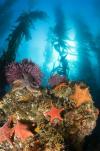 Island Kelp Forest Courtesy of Ralph Clevenger