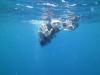 Swimming with the whale sharks in Cozumel