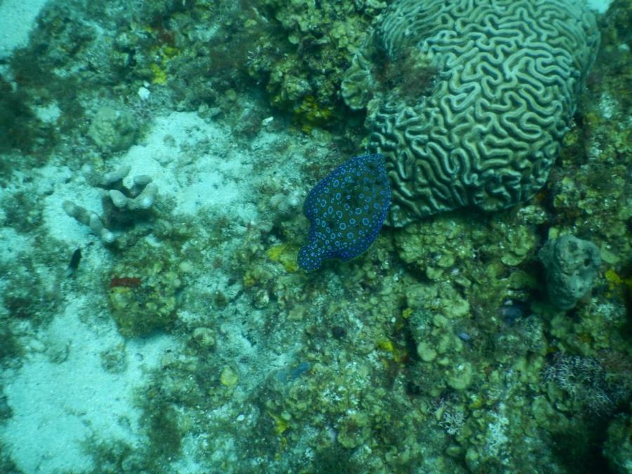 neon blue flounder???