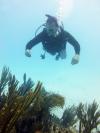 Diving Near Playa Del Carmen