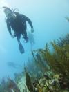 Diving Near Playa Del Carmen