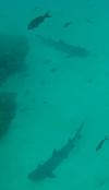 Cano island CR, white tip sharks
