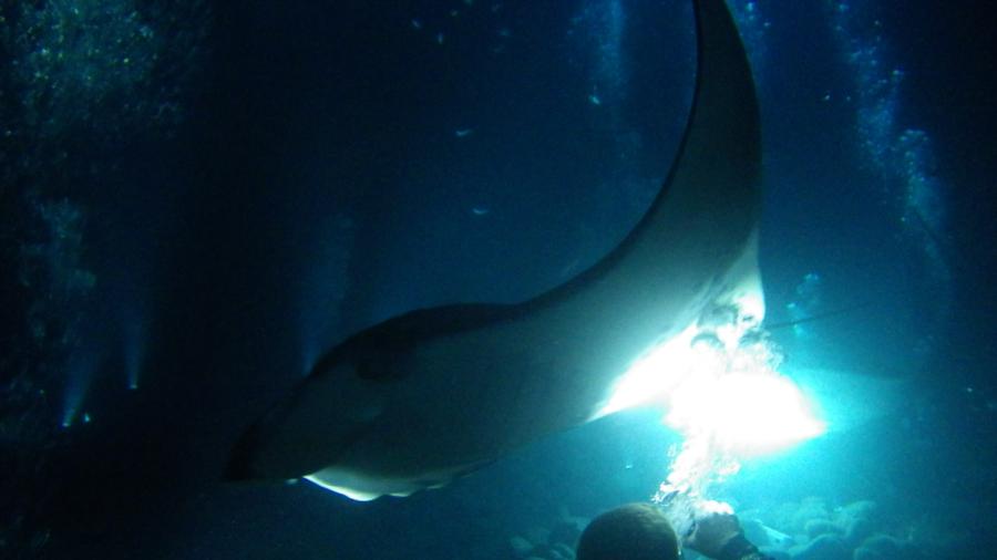 Manta Ray Night Dive Hi