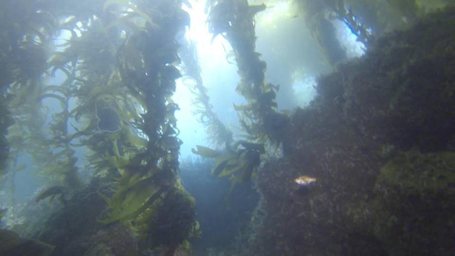 Below the kelp