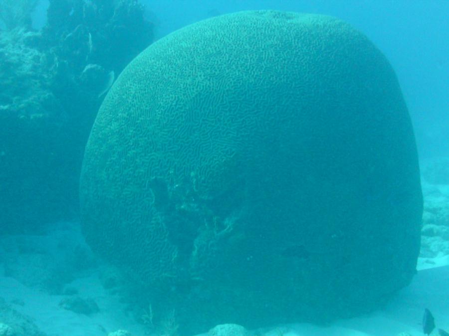 Brain Coral