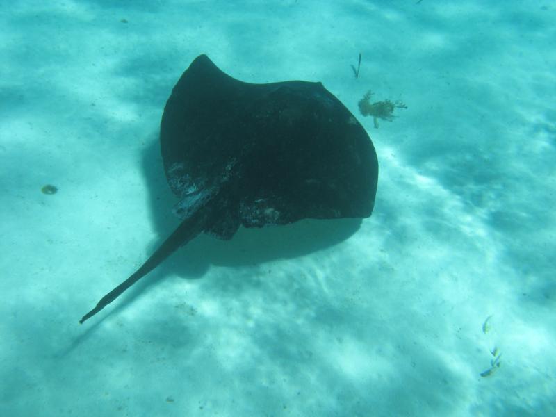 Sting Ray at Rottnest Island