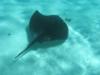 Sting Ray at Rottnest Island