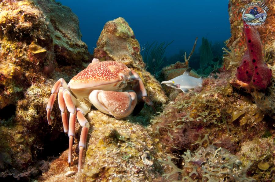 Coral Crab