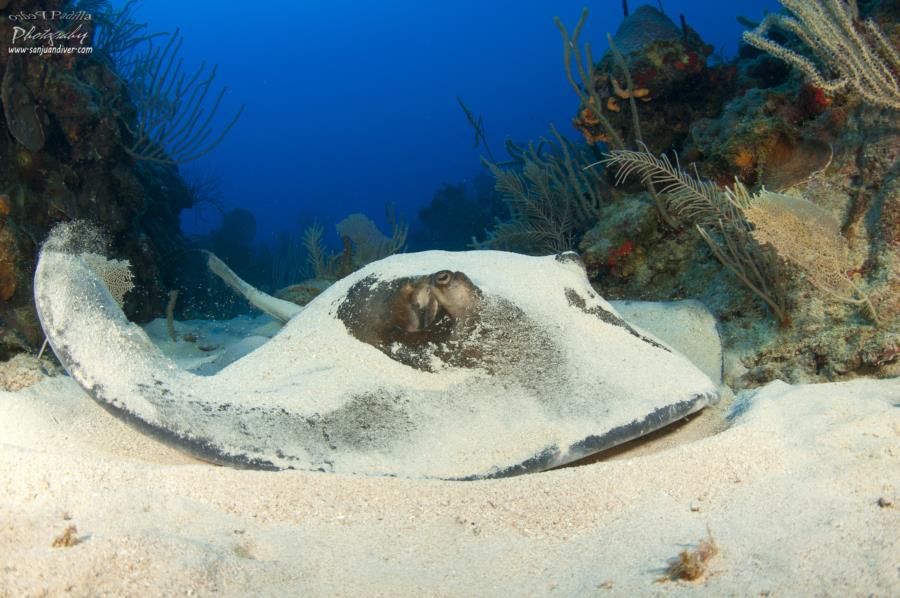 Southern Stingray