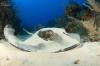 Southern Stingray