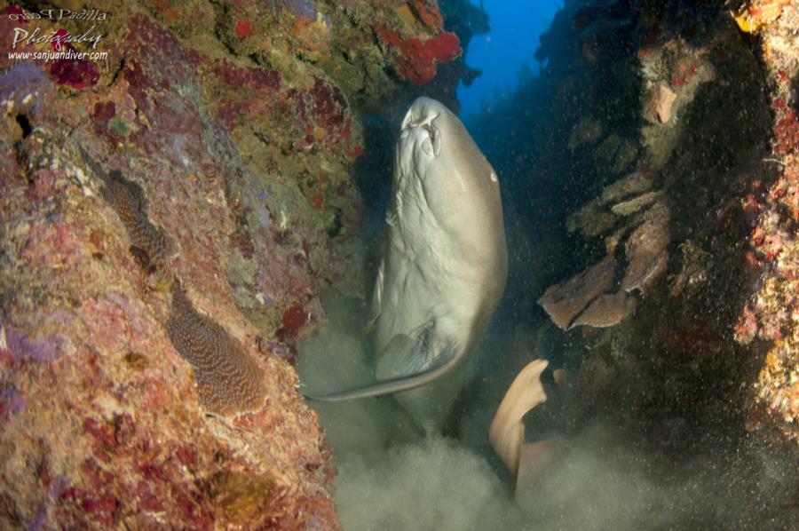 Nurse Shark