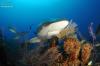 Caribbean Reef Shark