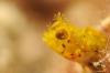 Roughhead Blenny