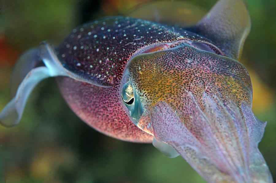 Squid Diving Puerto Rico