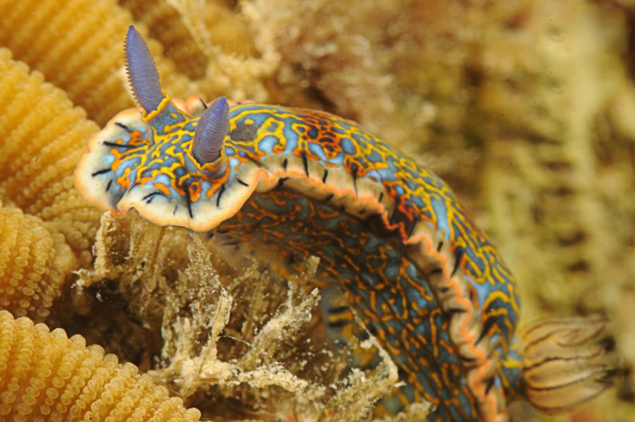 Nudibranch Diving Puerto Rico