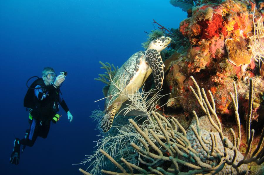 Wall Dive Playa Santa Puerto Rico