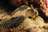 Turtle @ Night Dive in Puerto Rico