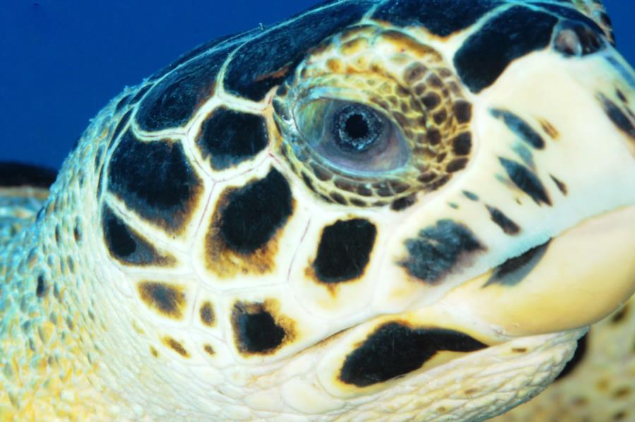 Face To Face Diving Puerto Rico