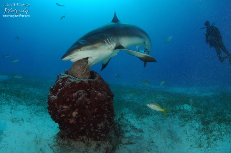 Tiburon de Arrecife en Jardines de la Reina Cuba