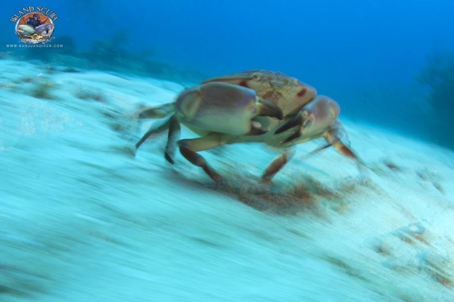 Coral Crab Puerto Rico