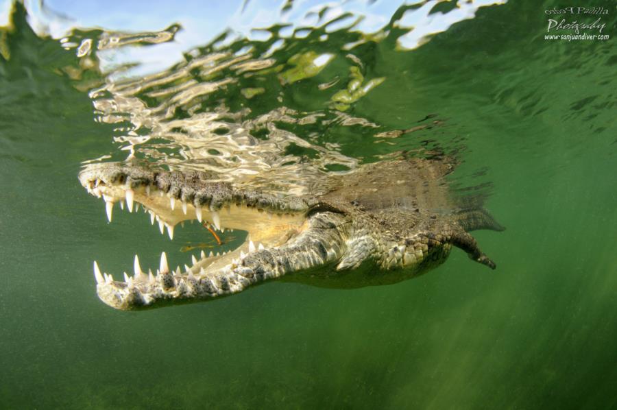 Cuban Crocodile