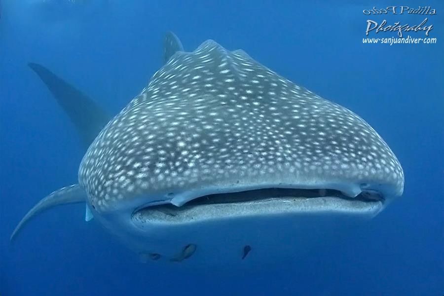 Whale Shark