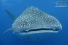 Whale Shark