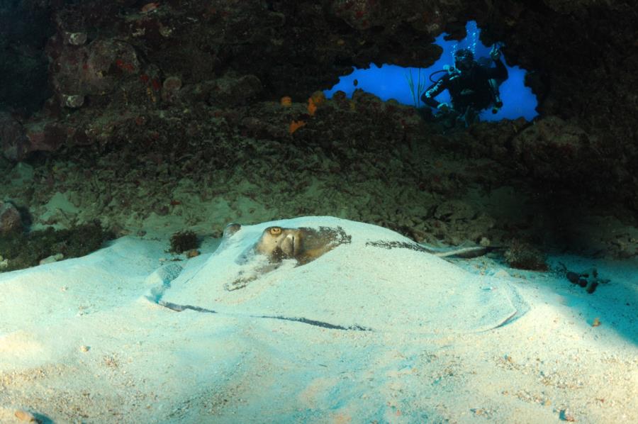 Southern Stingray