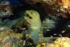 Green Moray