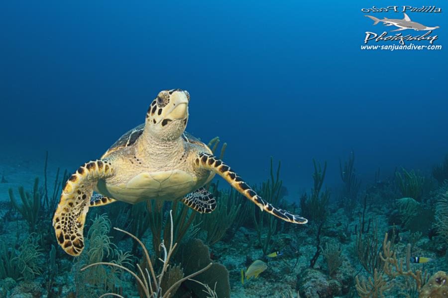 Turtle in Puerto Rico