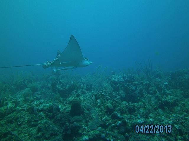 Eagle Ray