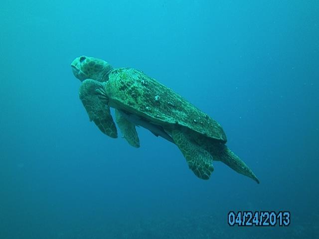 Turtle